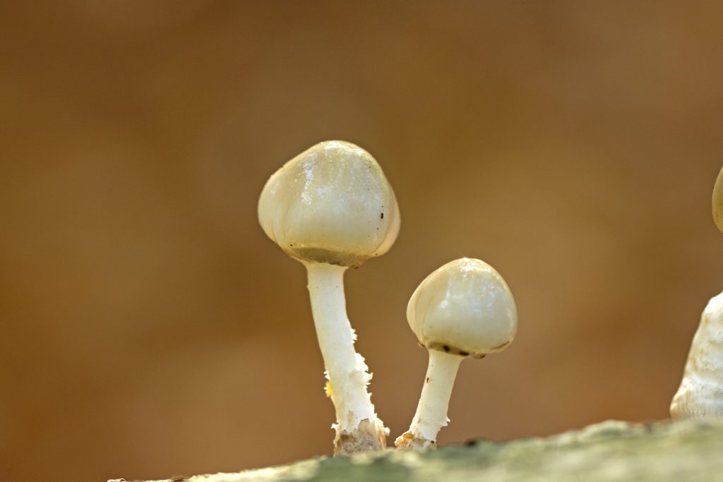 5 tips voor het fotograferen van paddenstoelen