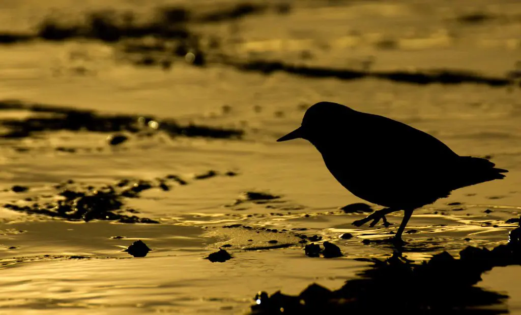 natuur nederland vogel