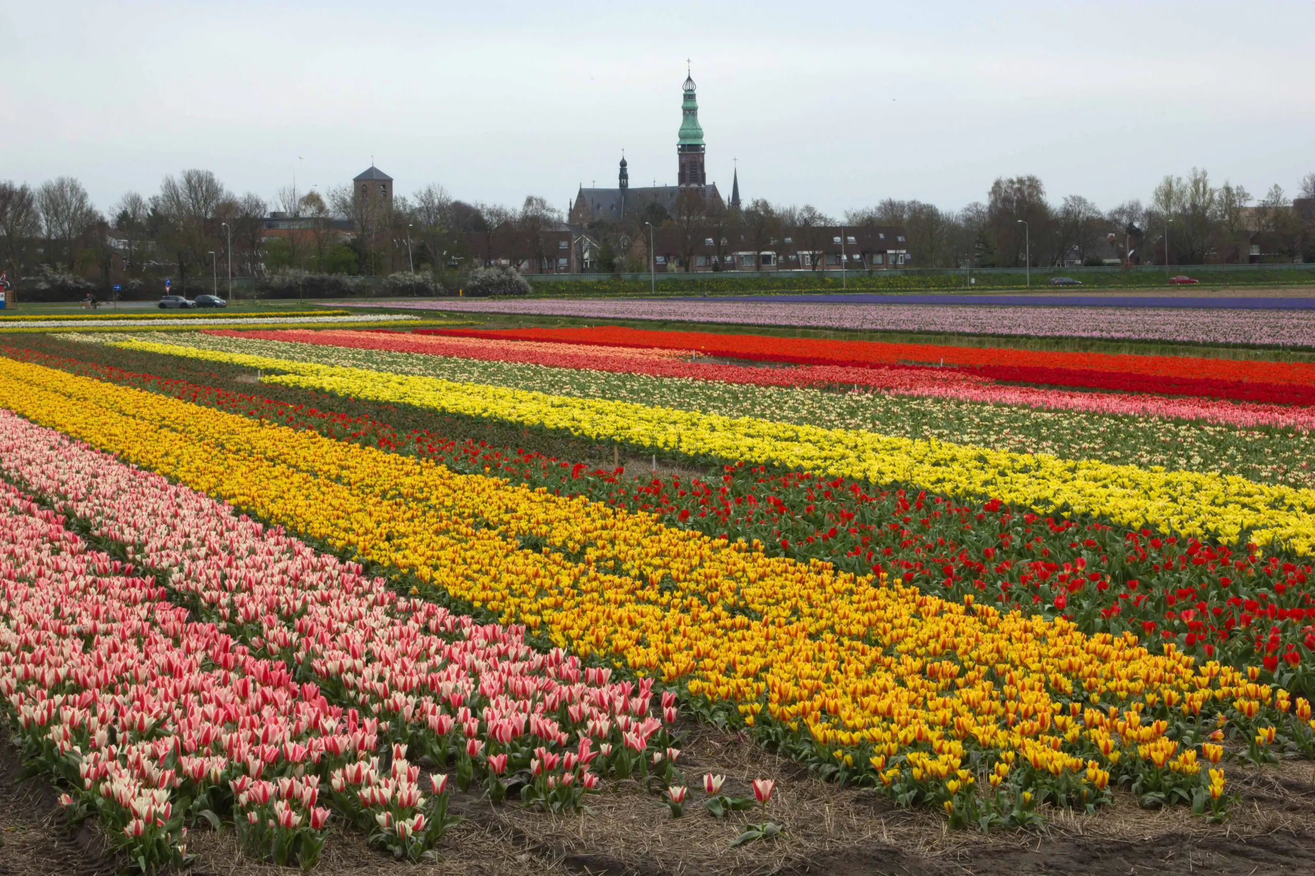 Fietsen langs de bollenvelden van de Bollenstreek