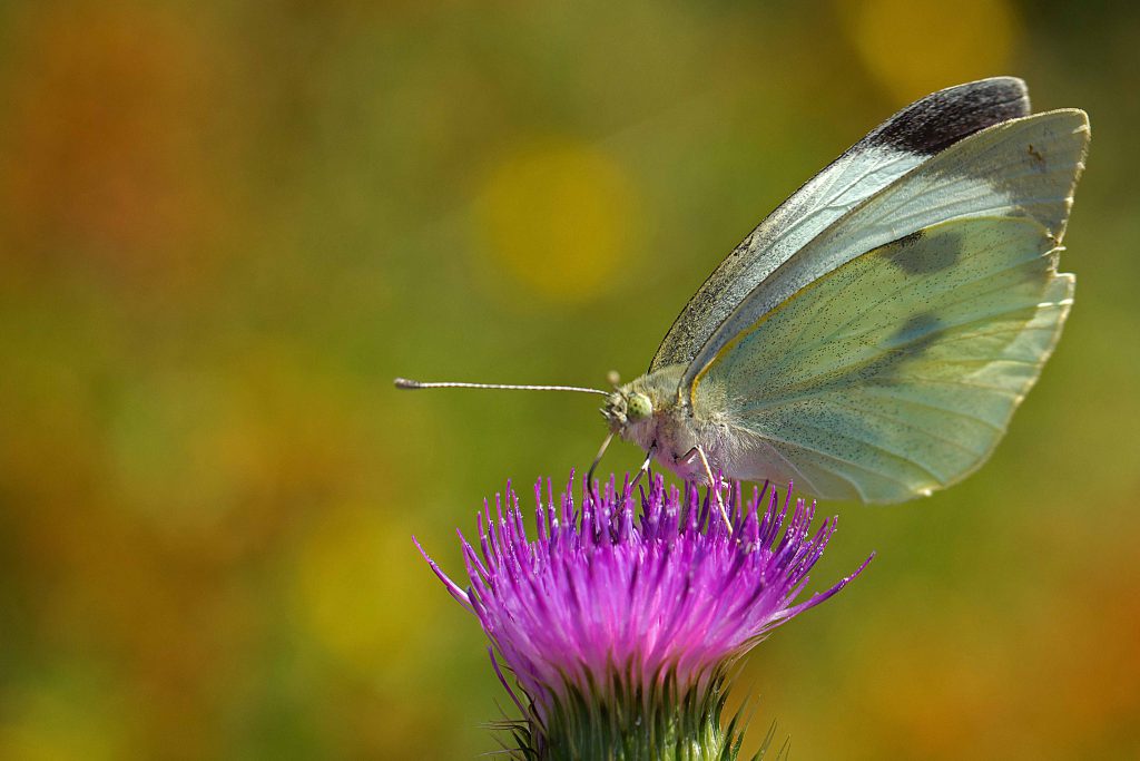 natuur fotografie vlinder