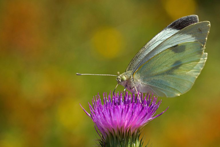 natuur fotografie vlinder