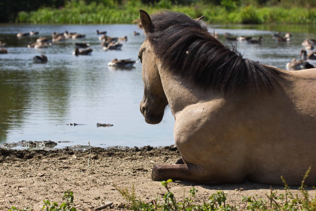 Wisenten en Koninkpaarden in Nationaal Park Zuid-Kennemerland