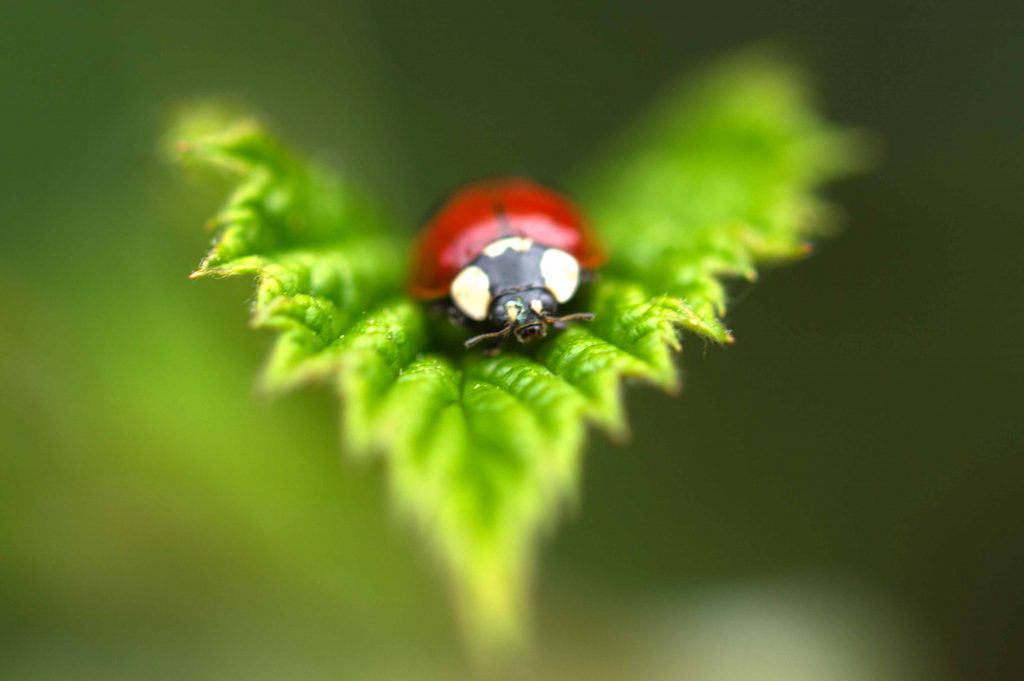 Natuurfotografie in de tuin