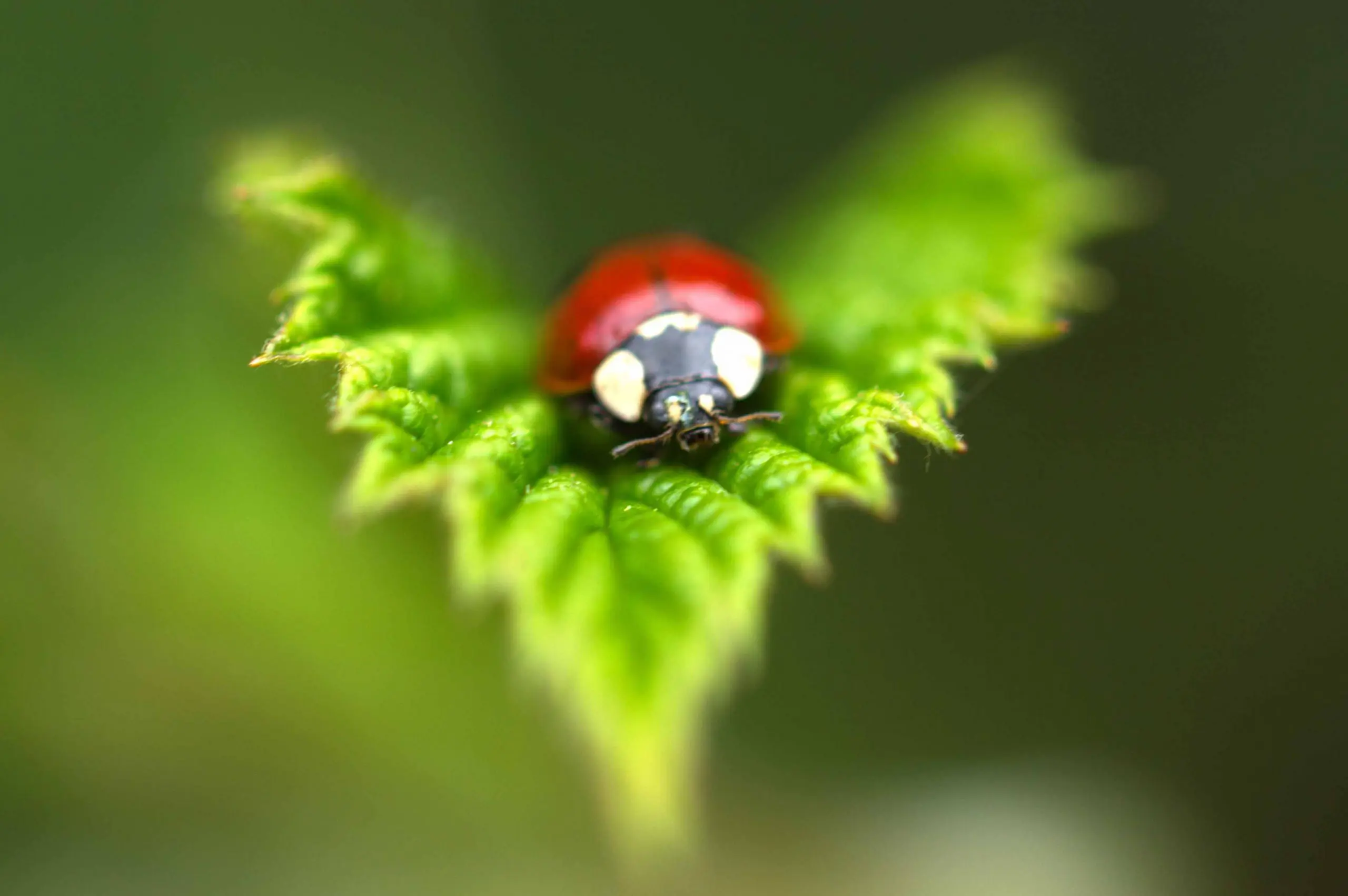 Natuurfotografie in de tuin