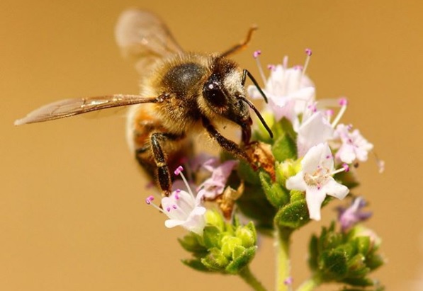 natuur nederland bij op bloem