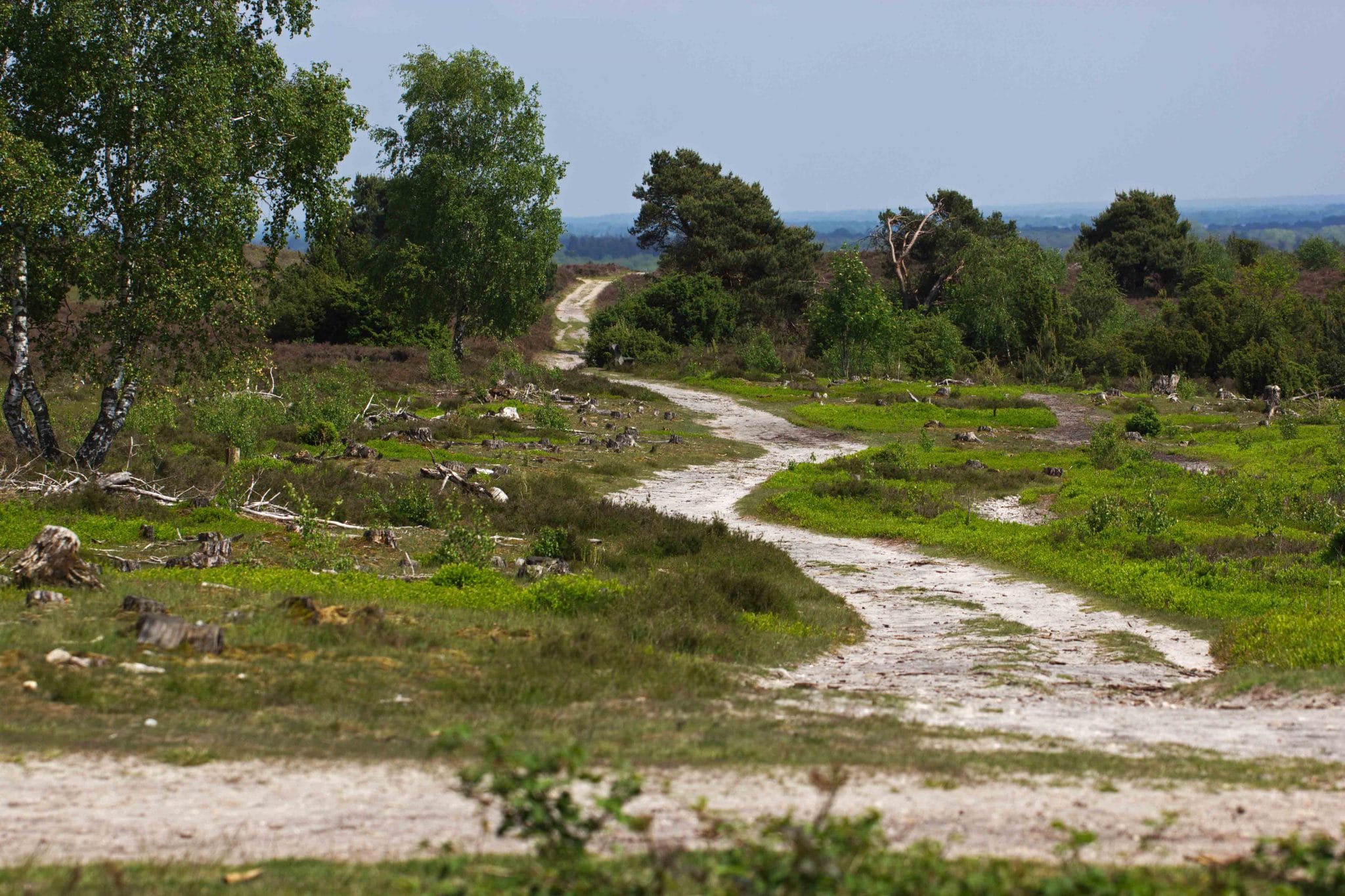 Nationaal Park de Sallandse Heuvelrug: wandelroutes, praktische tips en