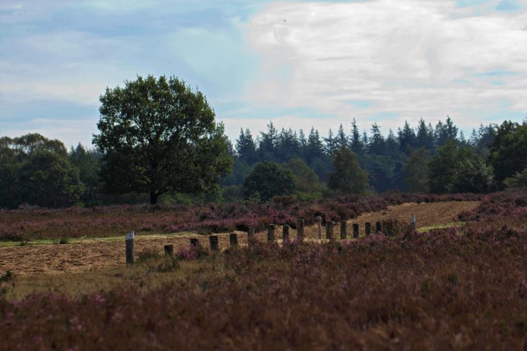 veluwe