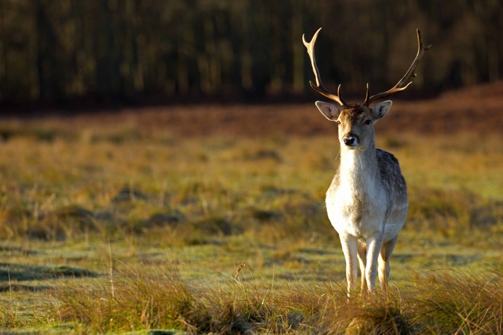 amsterdamse waterleidingduinen