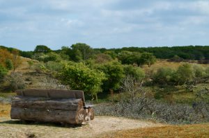 Amsterdamse Waterleidingduinen natuurgebied nederland bankje