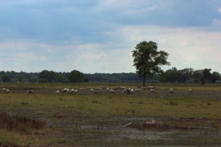 schaapskudde Nationaal park dwingelderveld