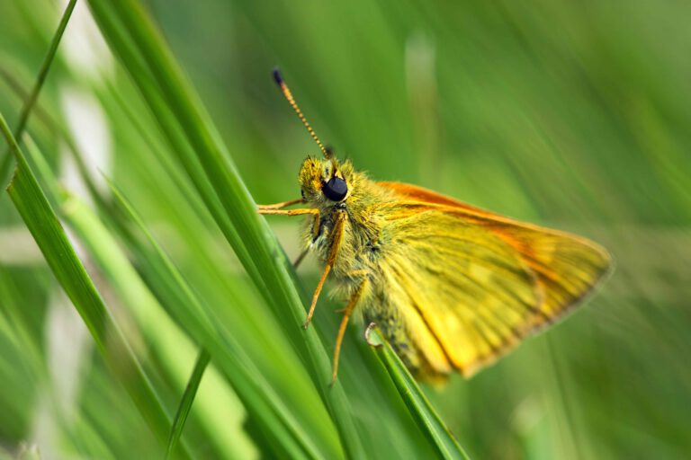 Vlinder in Nationaal Park Dwingelderveld