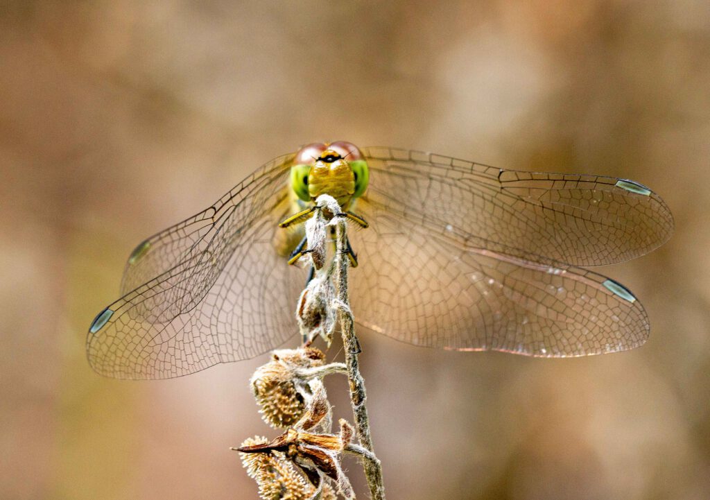 amsterdamse waterleidingduinen libelle