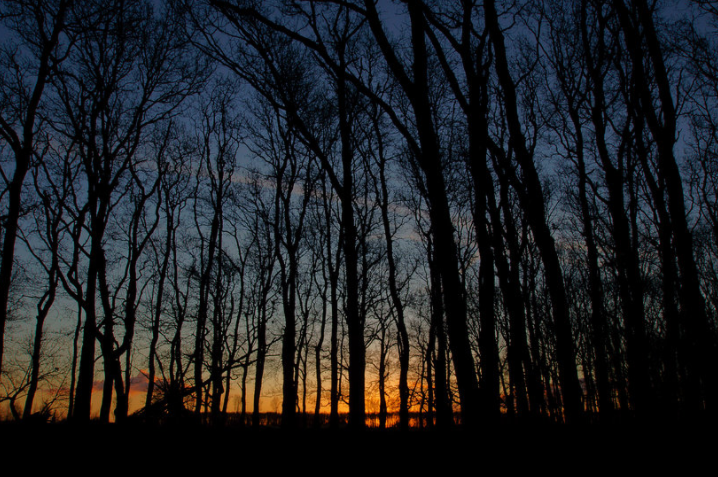 zonsondergang in het bos