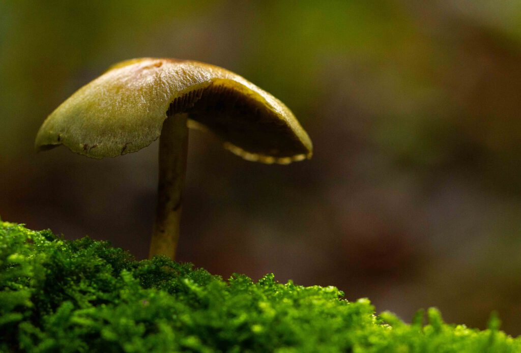 Paddenstoelen in het bos