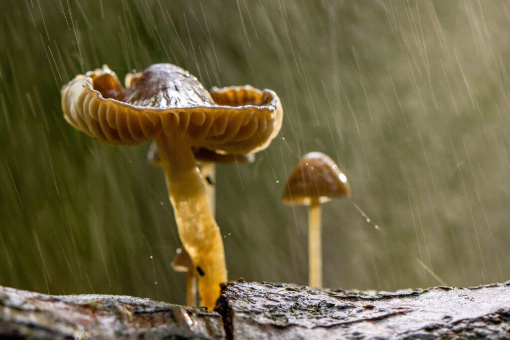 5 must-haves voor paddenstoelen fotografie