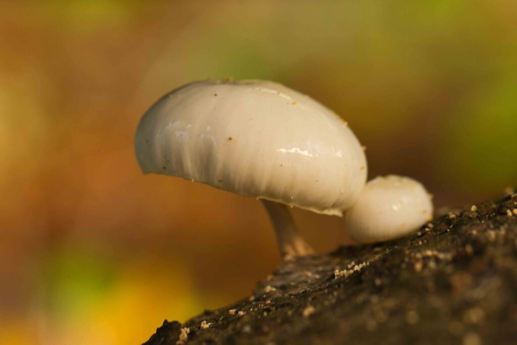 Paddenstoelen in het bos