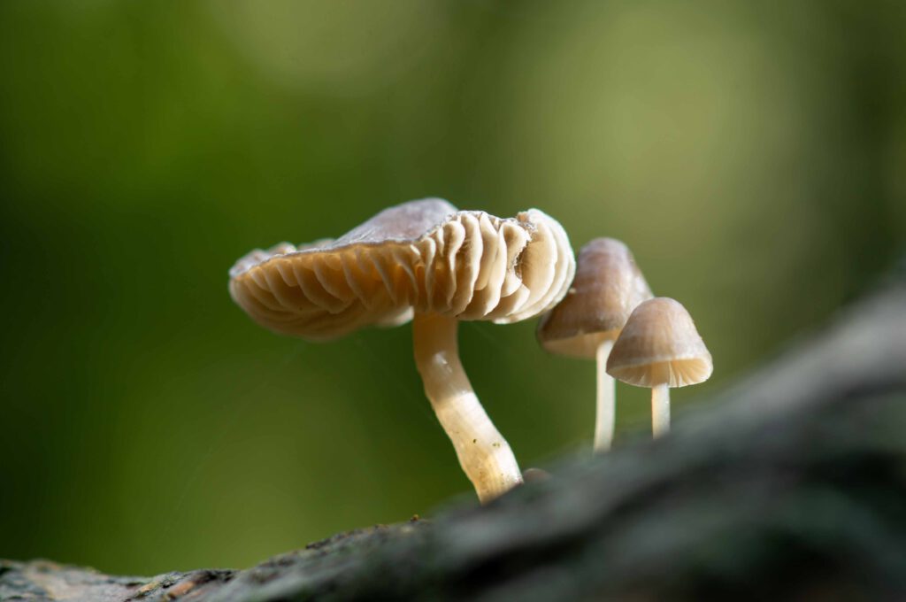 paddenstoel trio