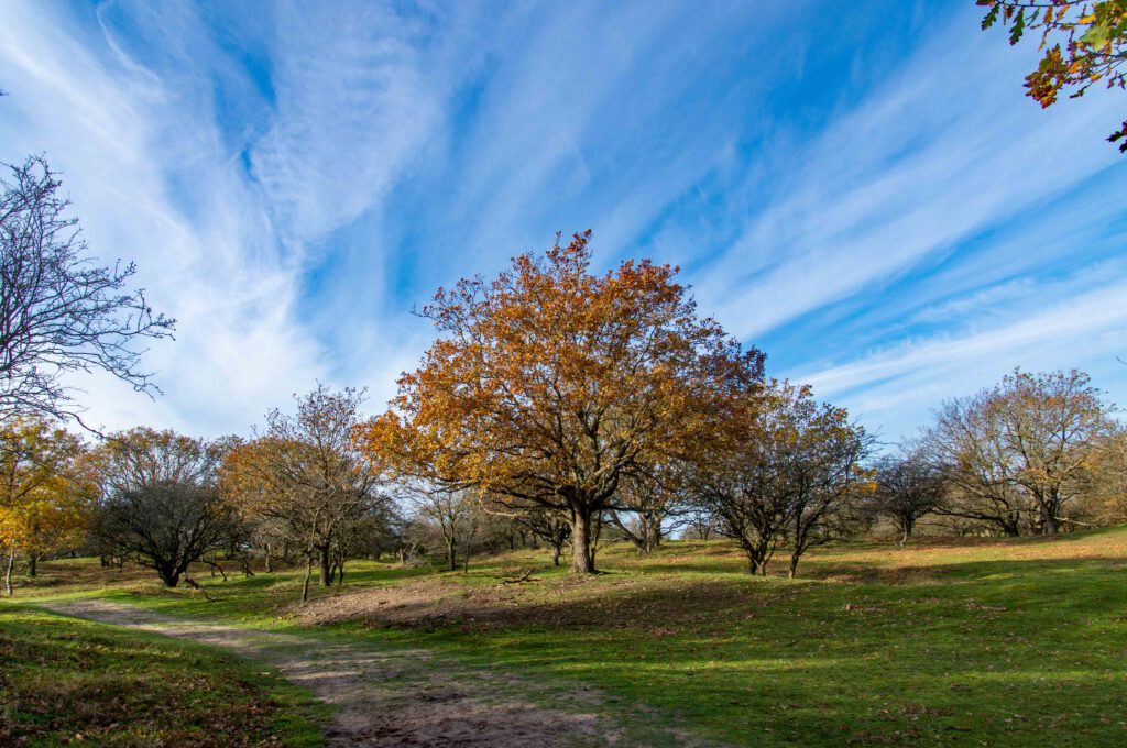 Oranje wandelroute in de Amsterdamse Waterleidingduinen