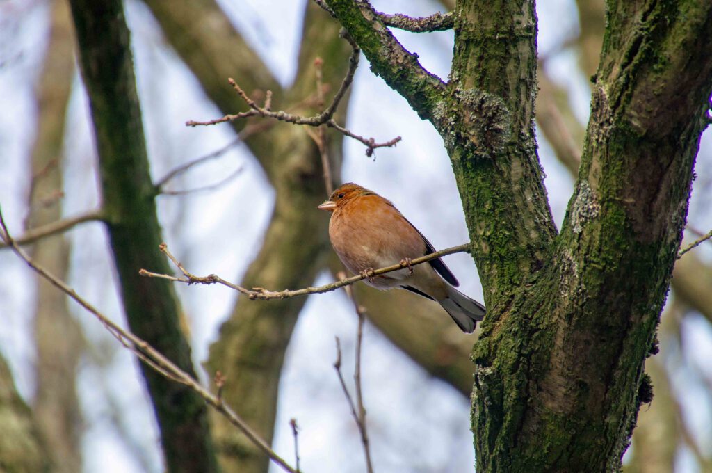 vogels in de amsterdamse waterleidingduinen