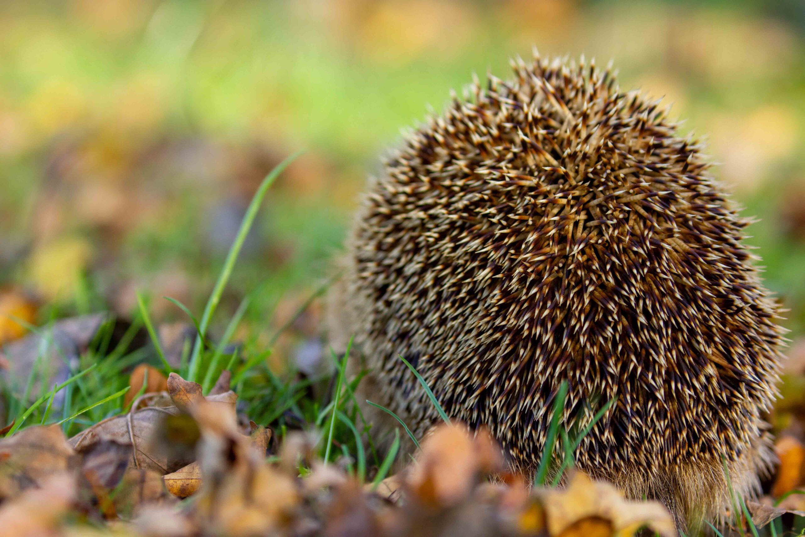 Egel op pad in de Nederlandse natuur