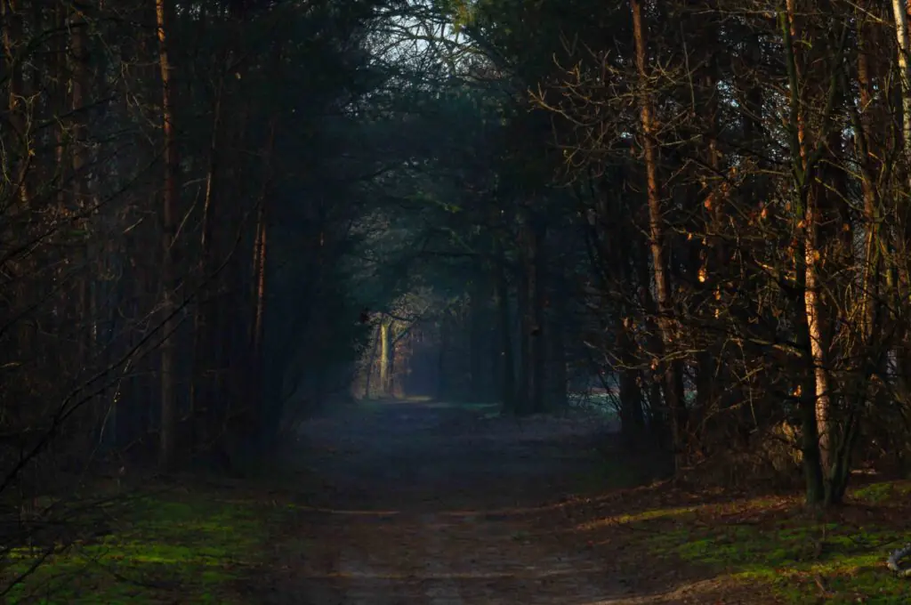 het bos in Nederland