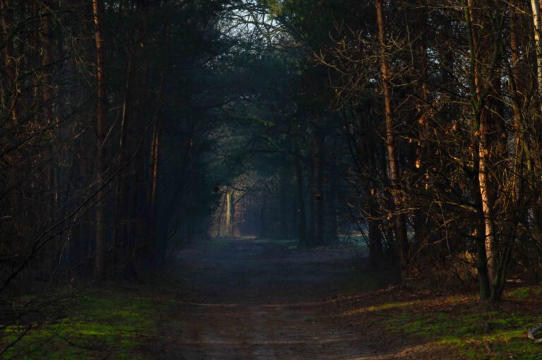 het bos in Nederland