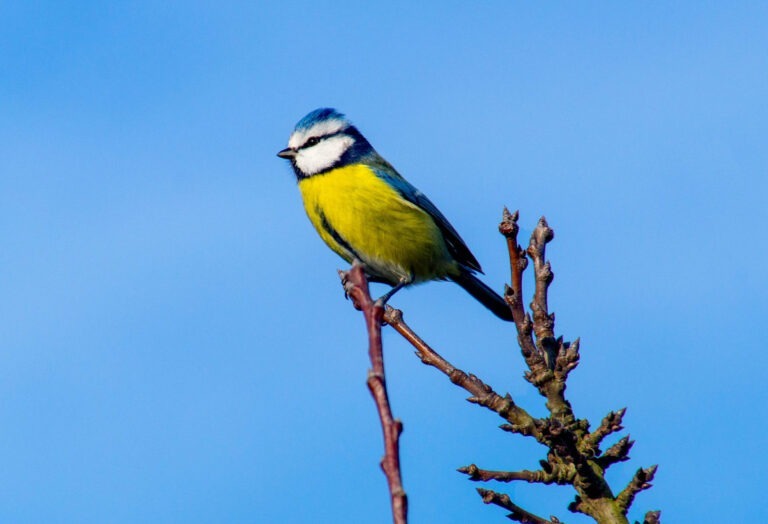 koolmeesje natuur nederland