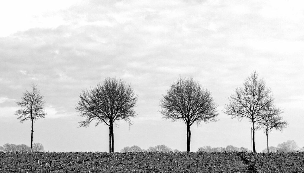 bomen langs het pieterpad