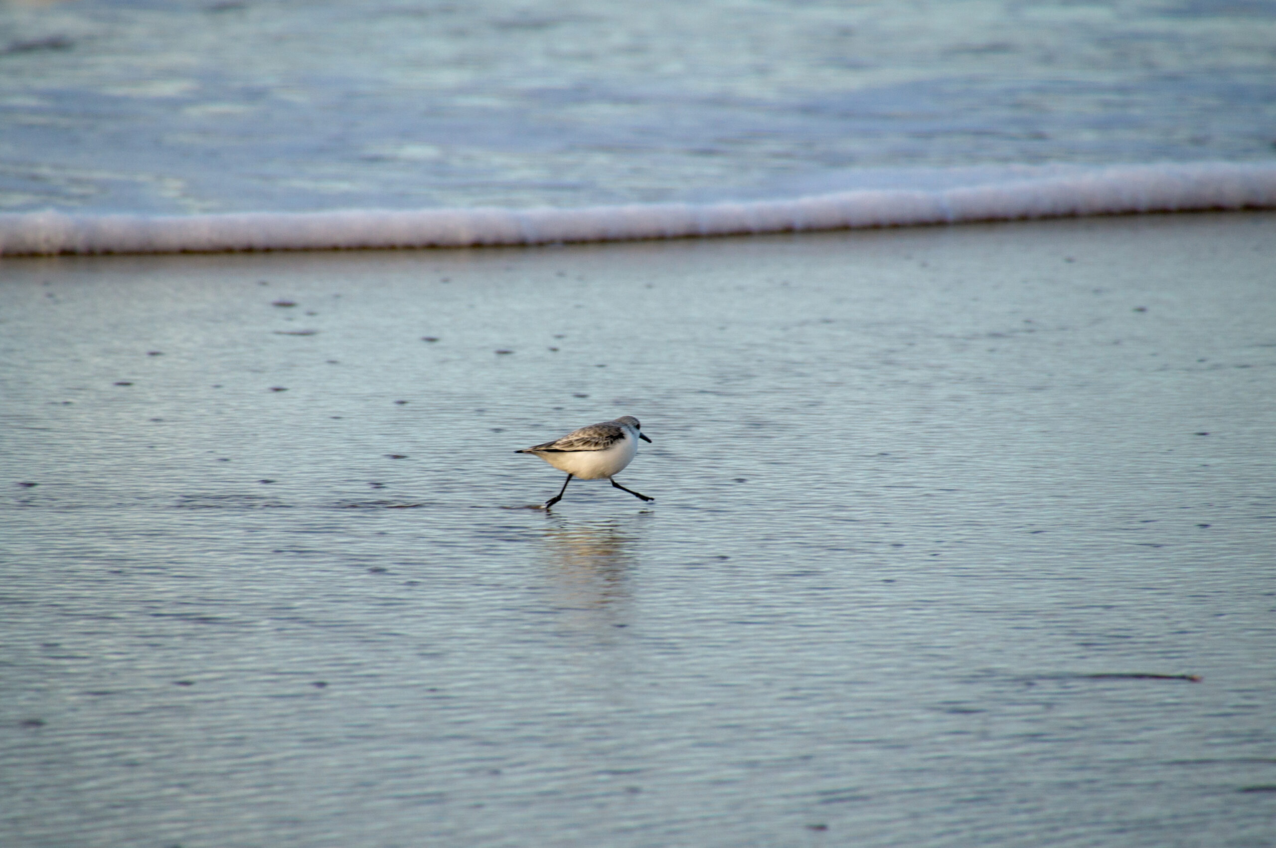 strandloper in de branding