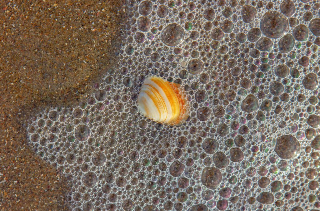 schelp op het strand