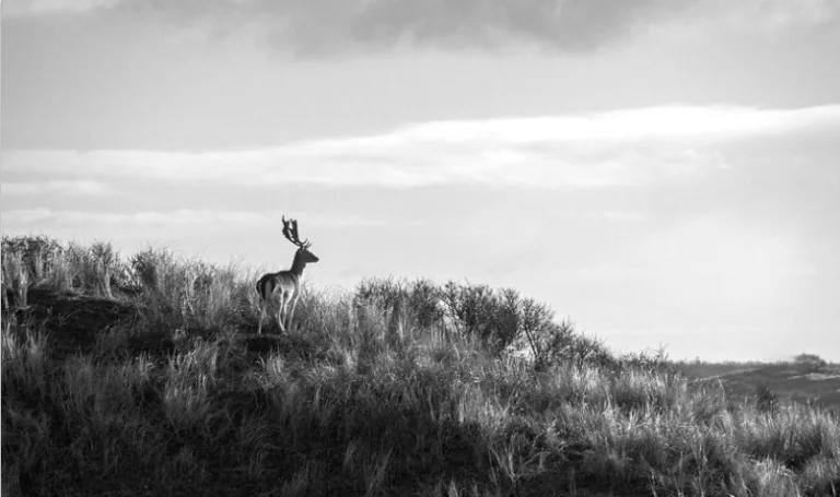 hert op de duinen