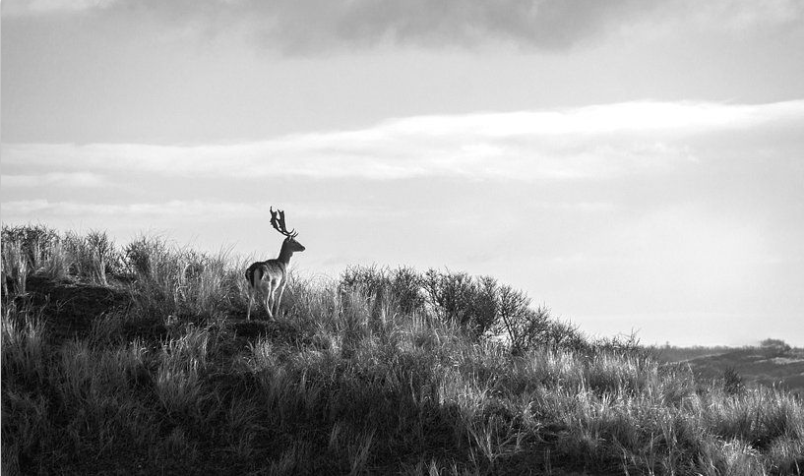 hert op de duinen