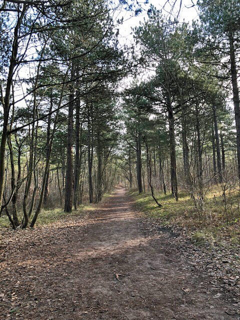 dennenwandeling noordwijk