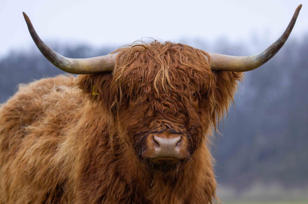 schotse hooglander lentevreugd