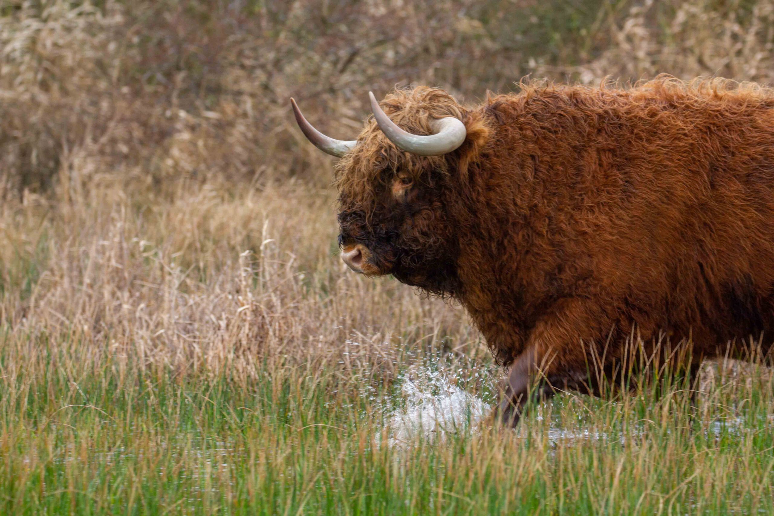 5x natuur in west Nederland