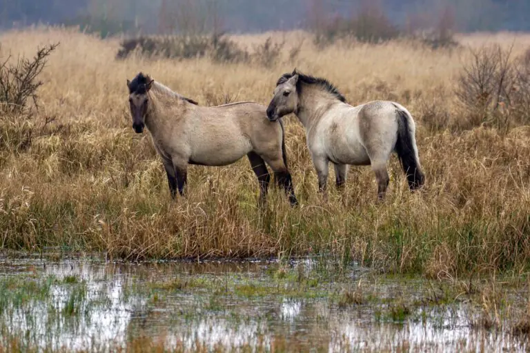 koninkpaarden lentevreugd