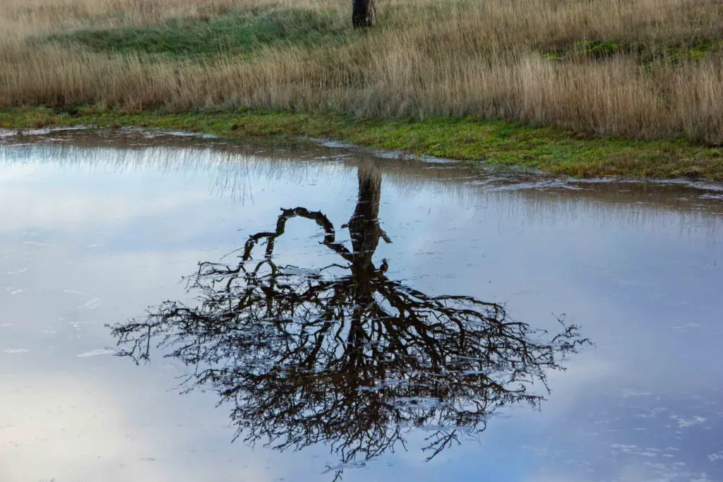 natuurijs in Nederland