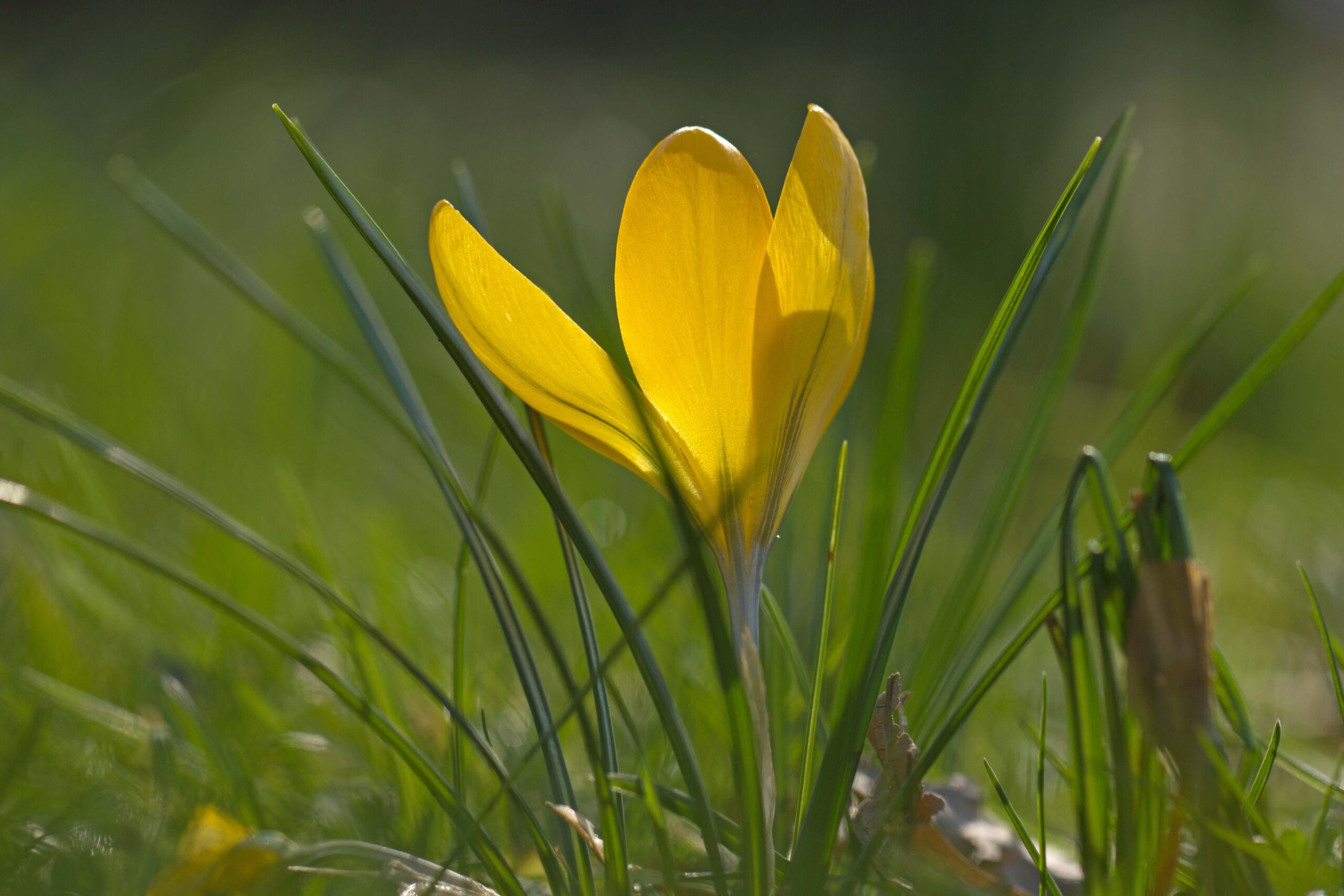 voorjaar krokus