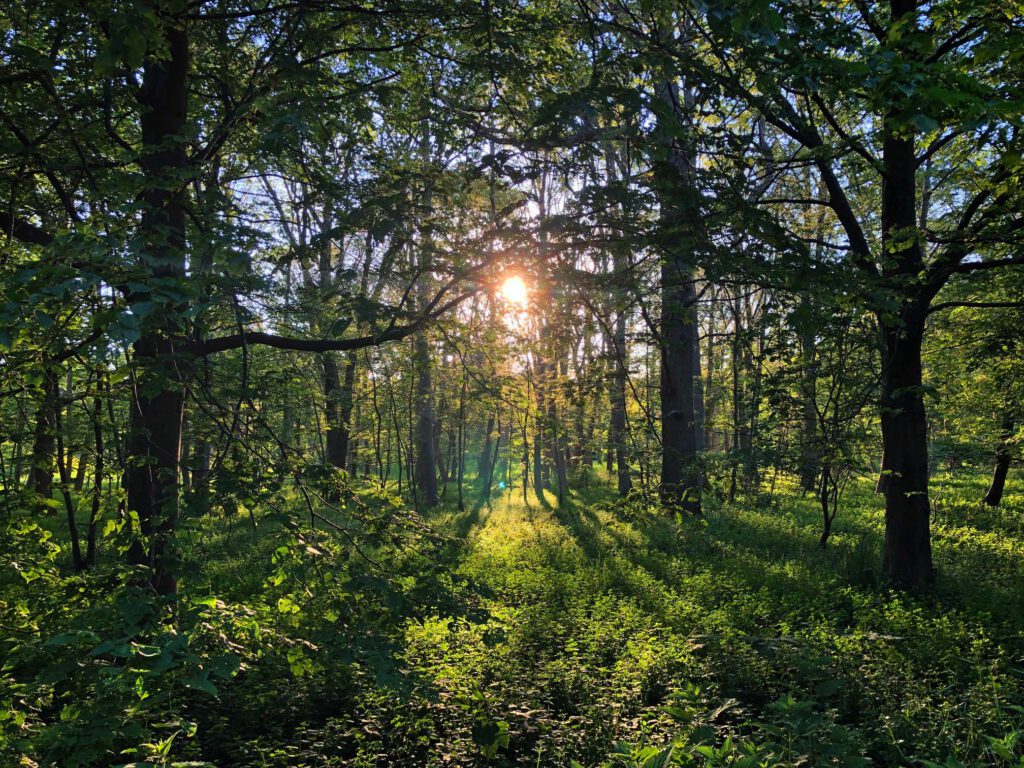 zonsondergang bij buitenplaats leyduin