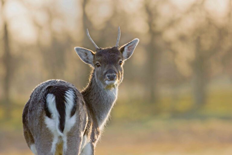 damhert in amsterdamse waterleidingduinen