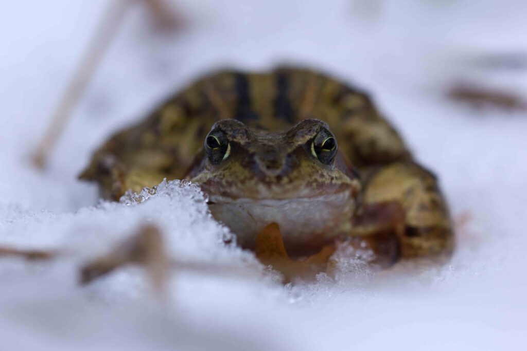 natuurfotografie in de winter macro