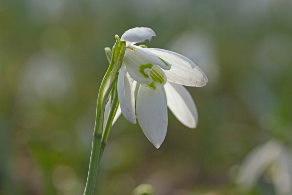 natuurfotografie in de winter sneeuwklokje