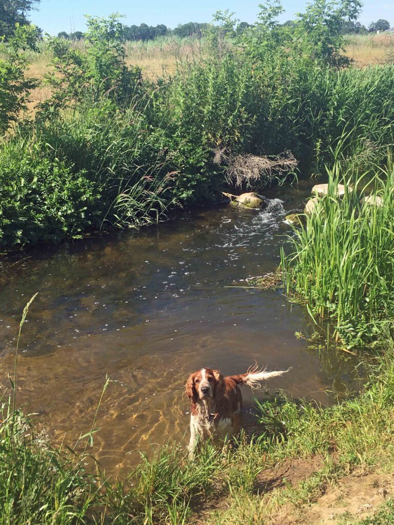 pieterpad lopen met hond 2