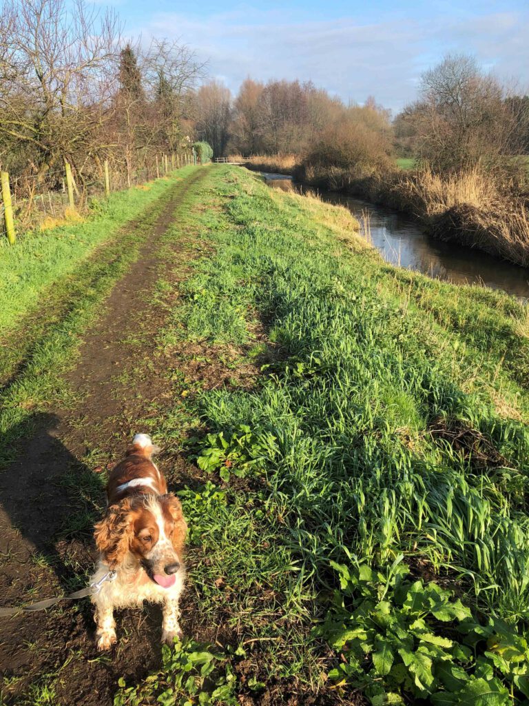 pieterpad lopen met hond 3