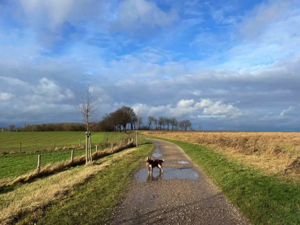 pieterpad lopen met hond 4