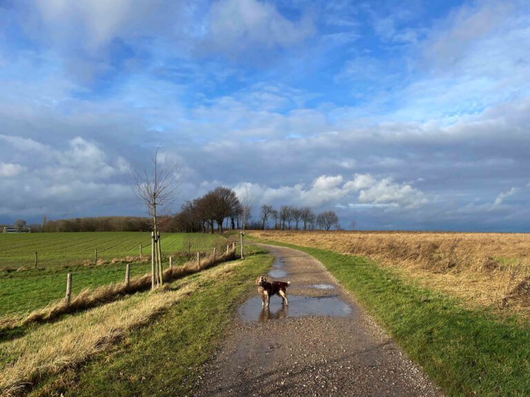 pieterpad lopen met hond 4