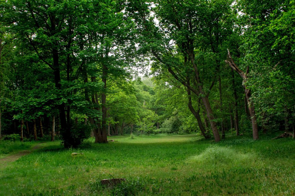 Wandelen door het Panbos bij Katwijk: Alle tips en ervaringen op een rij