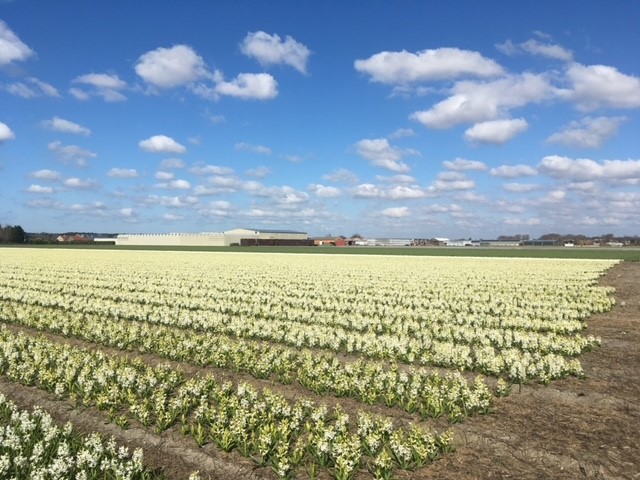 wandelen in de bollenstreek langs bollenvelden