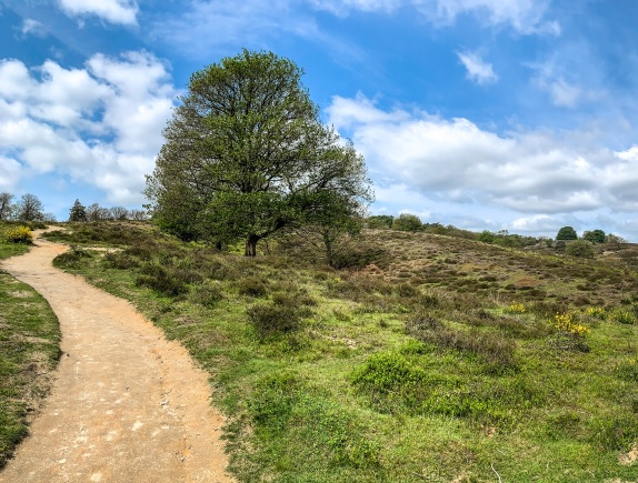 Wandelen met je hond op de Posbank: Een avontuurlijke uitstap voor jou en je vrolijke viervoeter