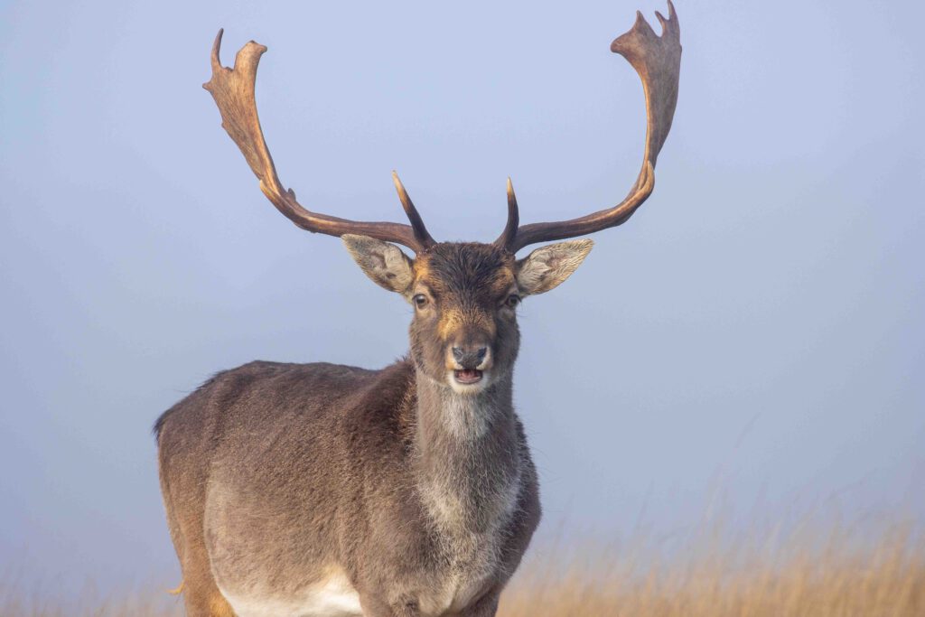 damhert waterleidingduinen